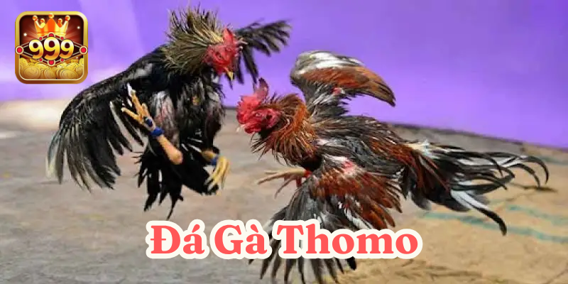 Đá Gà Thomo: 7 Bí mật cuốn hút khiến hàng triệu người mê